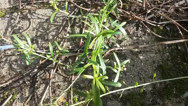 Lepidium graminifolium